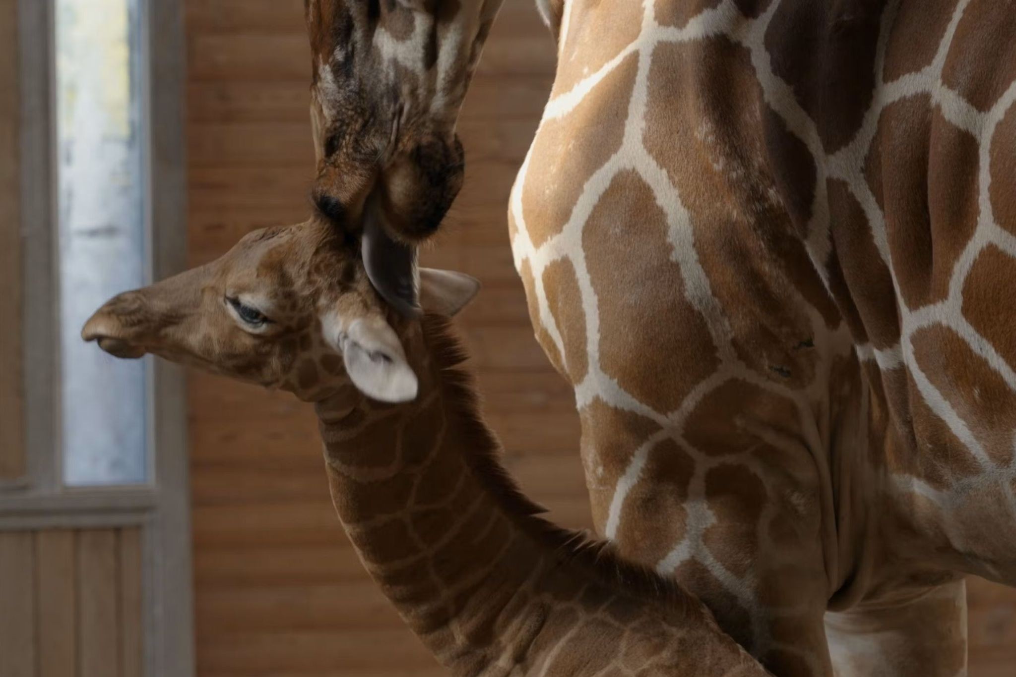 Film: Livet og andre problemer – Drabet af en giraf i KBH Zoo i 2014