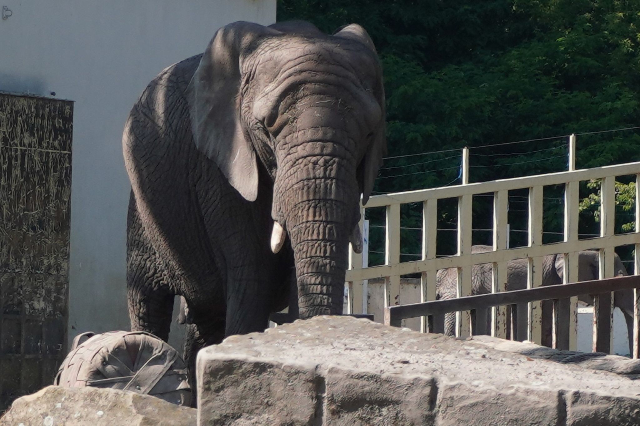 Polen: En solrig eftermiddag i Warszawa Zoologiske Have